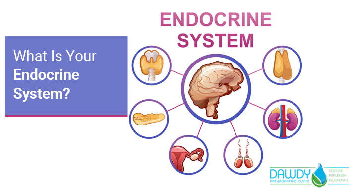 What Is Your Endocrine System? | Dawdy Naturopathic Clinic | Naturopath in Ottawa